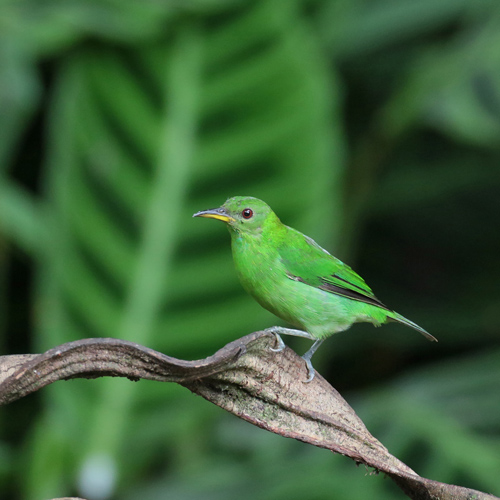 Female Green Honeycreeper